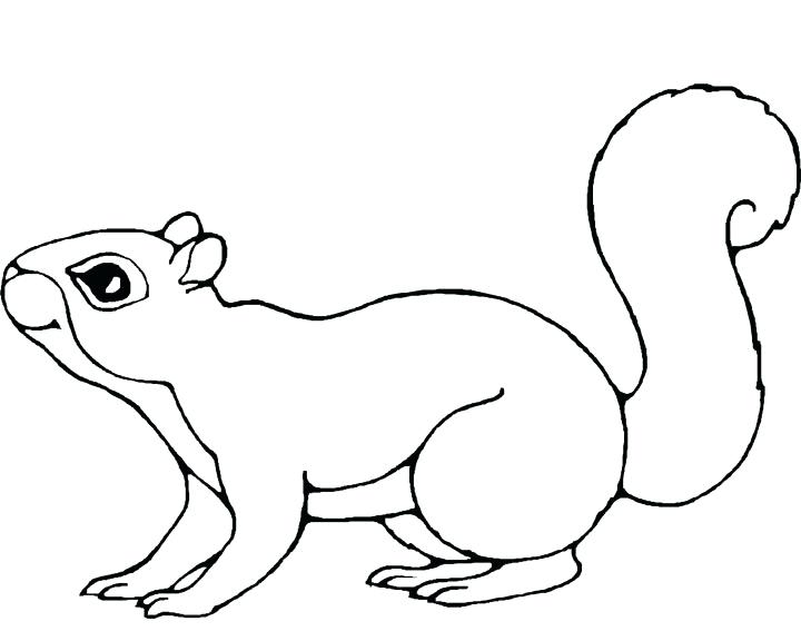 720x576 Squirrel Coloring Page Coloring Pages Of Pages Cute Squirrel