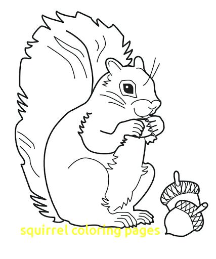 427x512 Squirrel Coloring Pages Flying Squirrel Coloring Page Squirrel