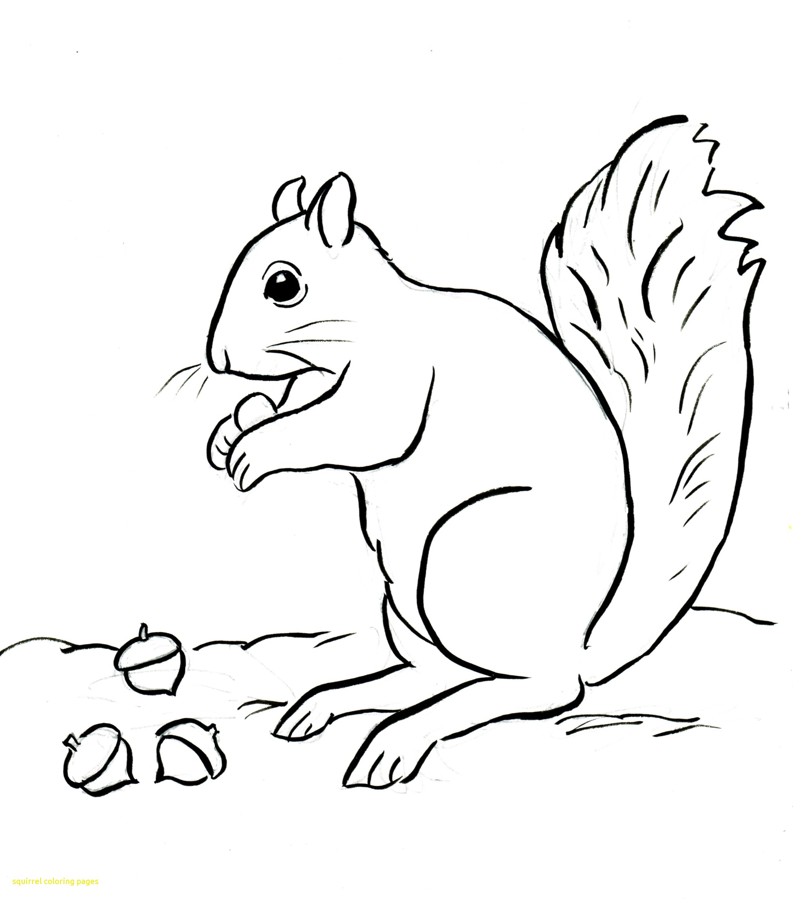 2549x2889 Squirrel Coloring Pages With 18 Coloring Page Squirrel Cute