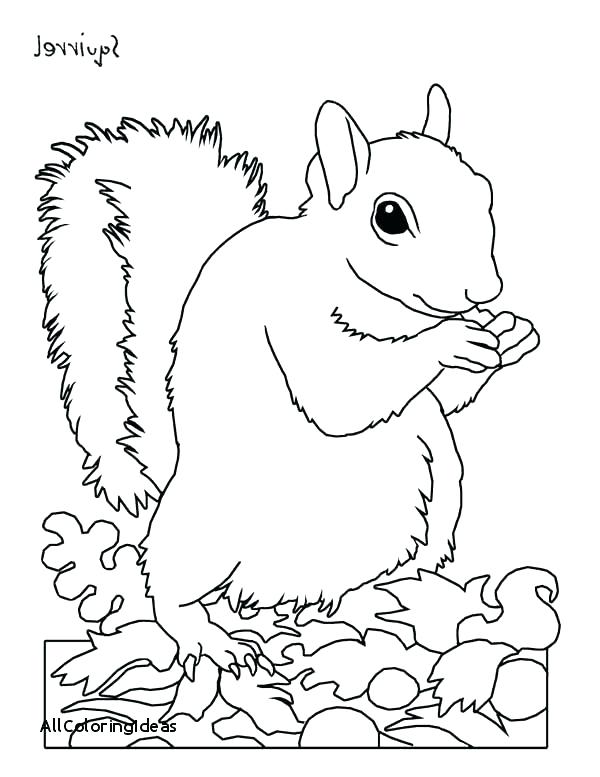 600x777 Squirrel Coloring Pages