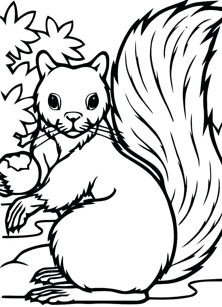 736x1014 Cute Squirrel Coloring Page Id Pages For Adults