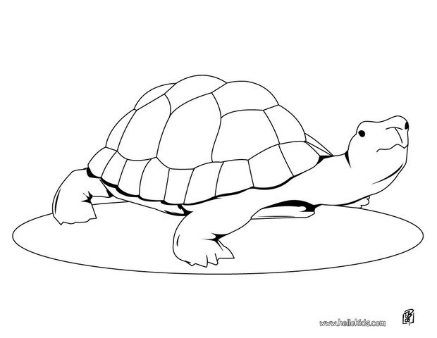 Cute Turtle Coloring Pages 620x480 Cute Turtle Coloring Pages