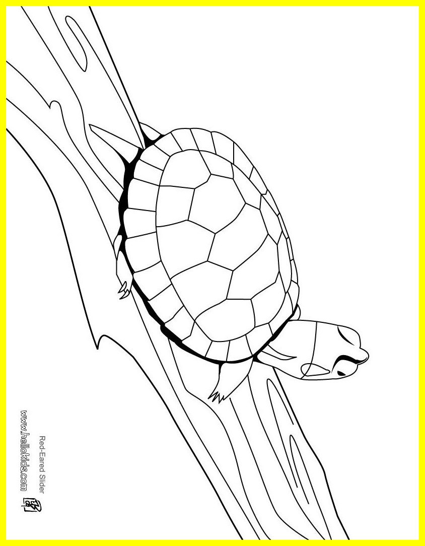 Inspiring Red Eared Slider Coloring Pages Hellokids Pict Of Cute 844x1084 Inspiring Red Eared Slider Coloring Pages Hellokids Pict Of Cute
