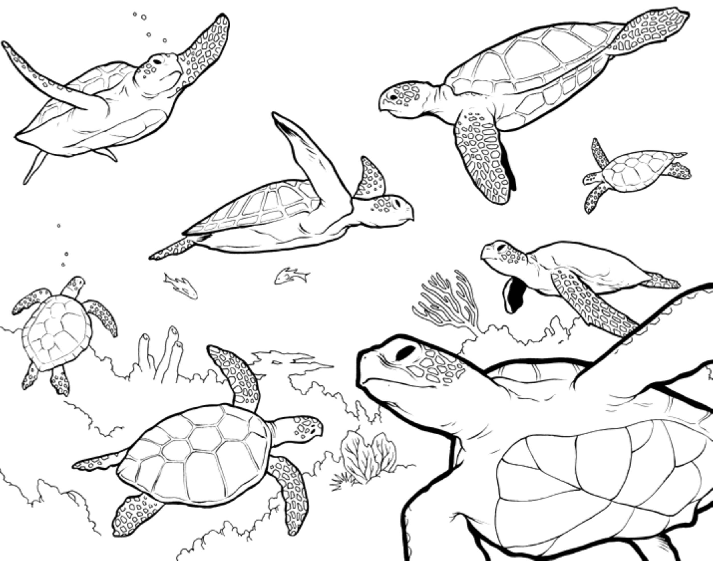 Sea Turtle Coloring Pages 2500x1969 Sea Turtle Coloring Pages