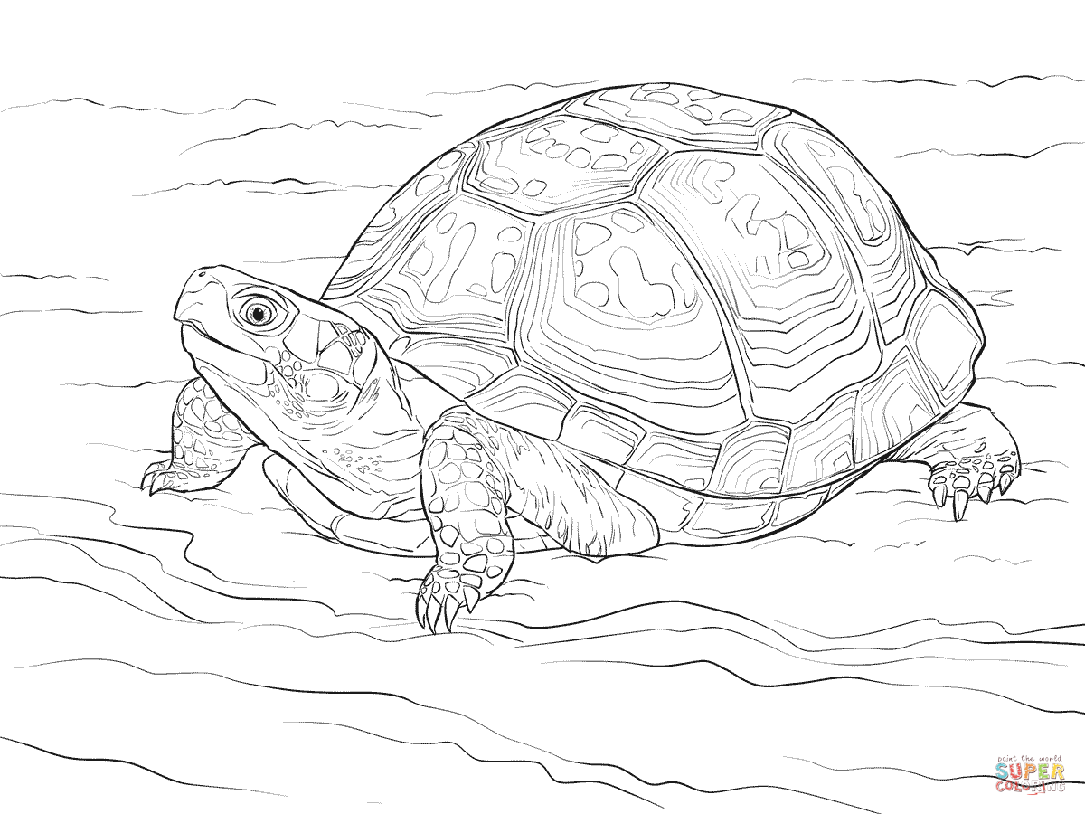 Superior Realistic Turtle Coloring Pages Cute Eastern Box Page 1200x900 Superior Realistic Turtle Coloring Pages Cute Eastern Box Page