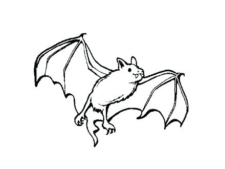 Halloween Cute Vampire Coloring Pages Bat Preschool Bats Pictures 440x330 Halloween Cute Vampire Coloring Pages Bat Preschool Bats Pictures