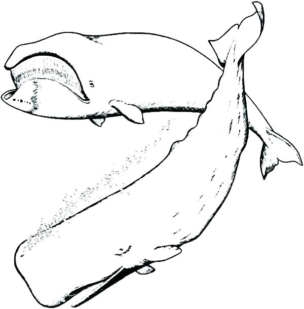 600x610 Coloring Pages Whales Whale Coloring Page Coloring Pages