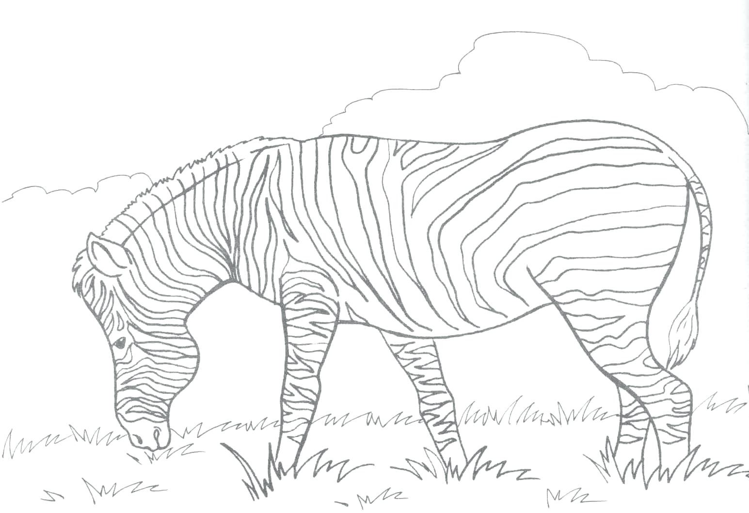 Best Of Zebra Coloring Page Design Printable Coloring Sheet 1545x1059 Best Of Zebra Coloring Page Design Printable Coloring Sheet