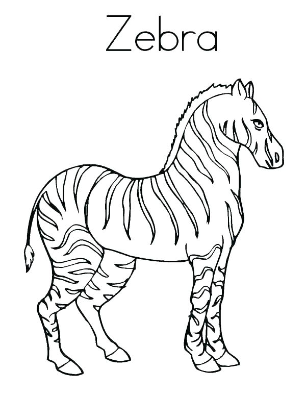 Zebra Coloring Clipart Printable Coloring Cute Zebra Coloring 600x776 Zebra Coloring Clipart Printable Coloring Cute Zebra Coloring