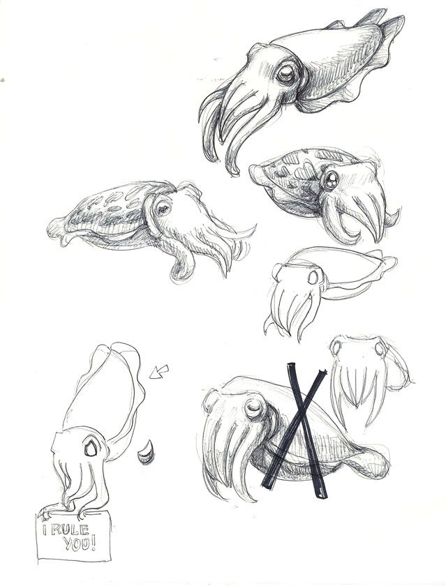 Flamboyant Cuttlefish Drawing Amillard@behnkes Net 639x840 Flamboyant Cuttlefish Drawing Amillard@behnkes Net