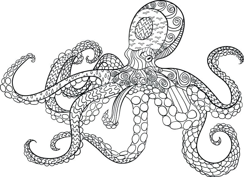 Cuttlefish Animal Coloring Pages Cuttlefish Cute 7 Color Ideas 800x581 Cuttlefish Animal Coloring Pages Cuttlefish Cute 7 Color Ideas