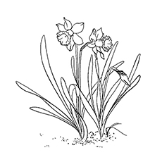 Daffodil Coloring Page