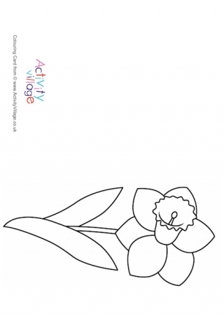 320x452 Daffodil Colouring Pages