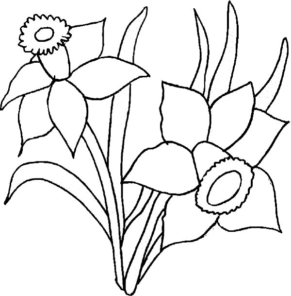 600x609 Daffodil Flower Coloring Page For Kids