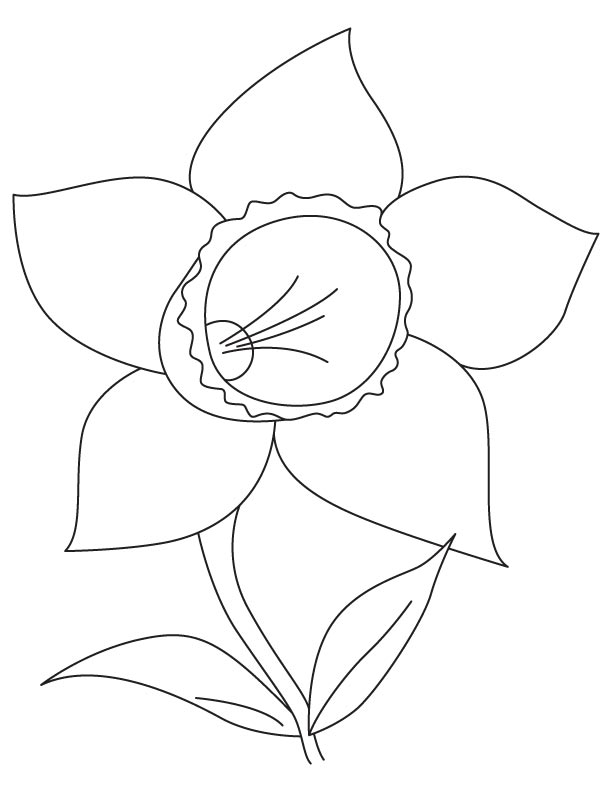 612x792 Daffodil Bulb Coloring Page Download Free Daffodil Bulb Coloring