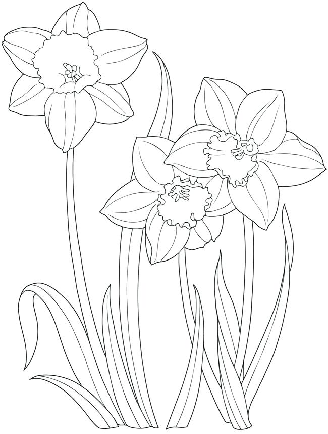 Daffodil Flower Coloring Coloring Pages