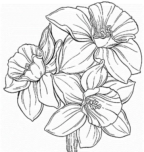 Daffodil Flower Coloring Page at GetColorings.com | Free printable ...