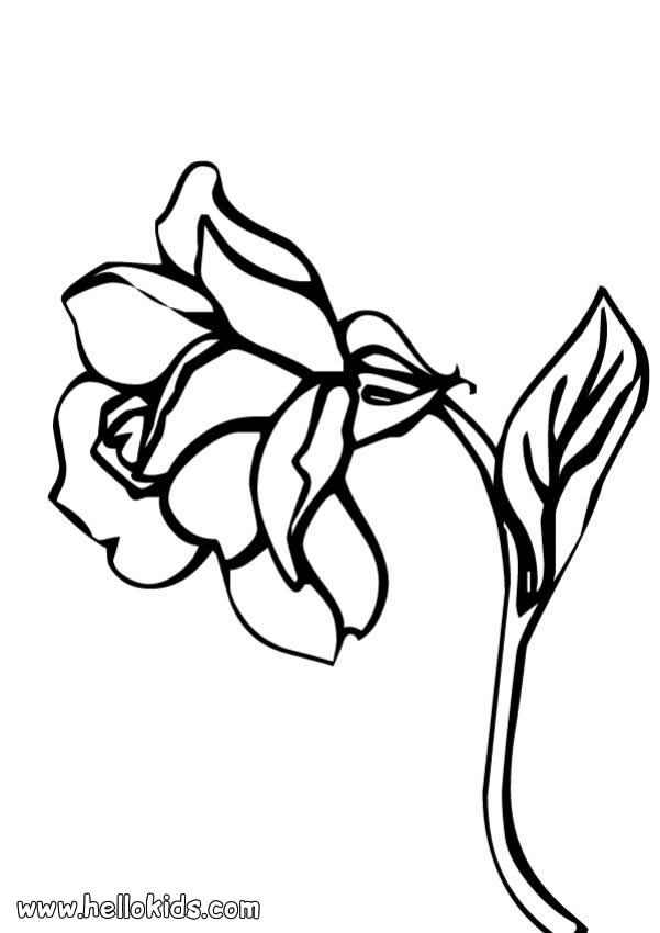 601x850 Daffodil Coloring Pages