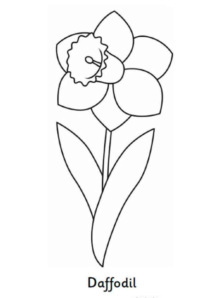 750x1000 Daffodil Coloring Pages. Download And Print Daffodil Coloring Pages