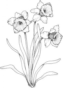 260x360 Flowers Coloring Pages Super Coloring