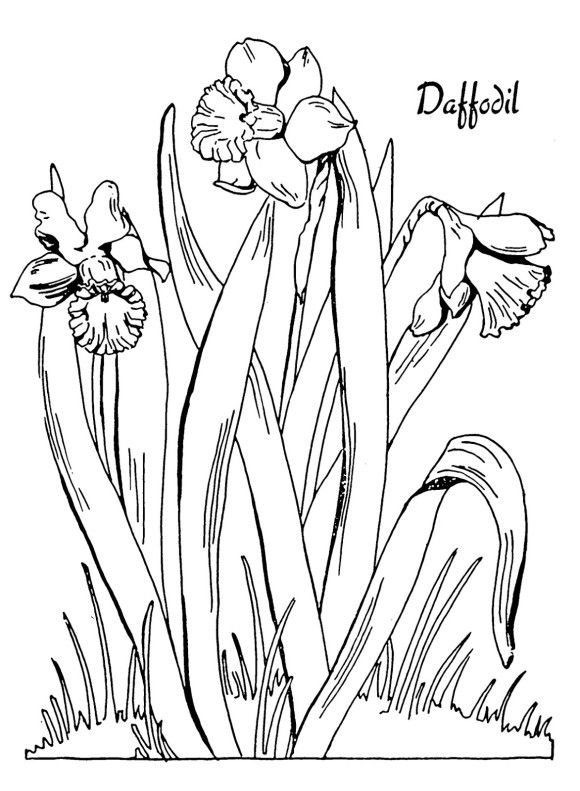 580x791 Free Daffodil Flower Coloring Page Templates Coloring