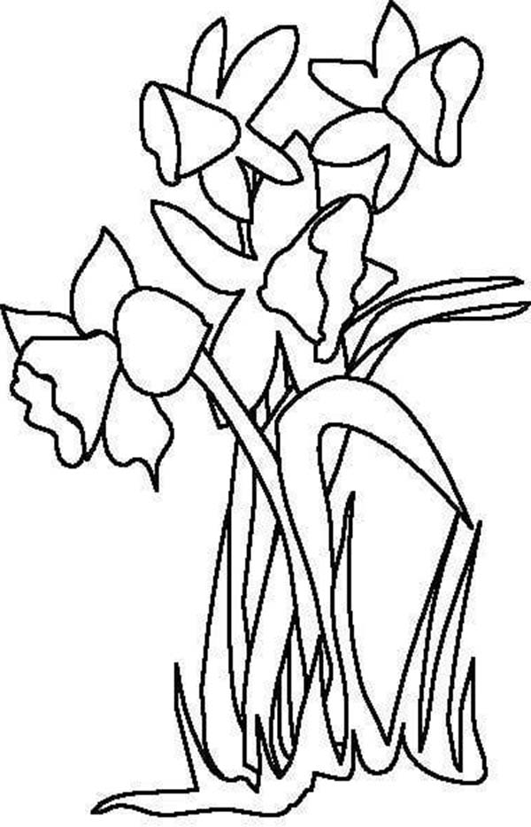 600x934 Pretty Daffodil Flower Coloring Page Kids Play Color