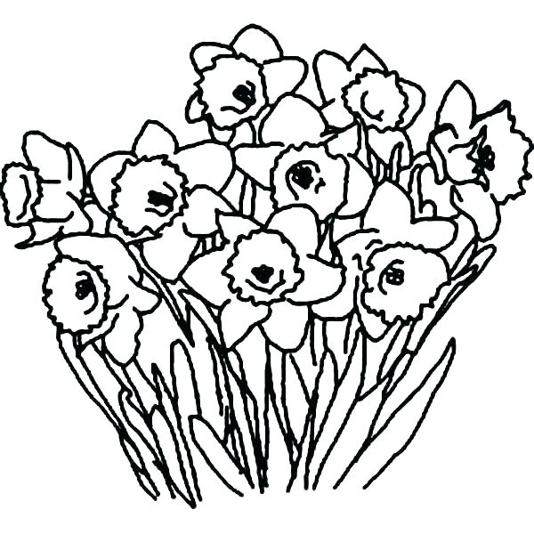 Daffodil Flower Coloring Page at GetColorings.com | Free printable ...