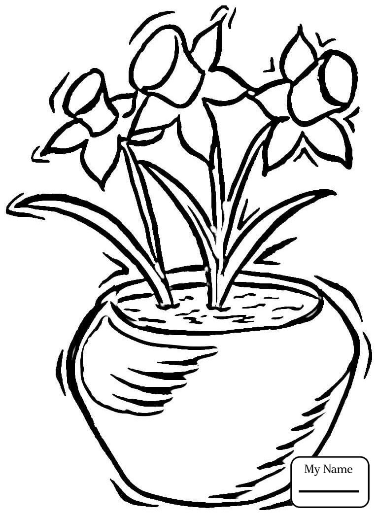 765x1049 Unbelievable Daffodil Or Narcissus Jonquil Coloring Pages Pics
