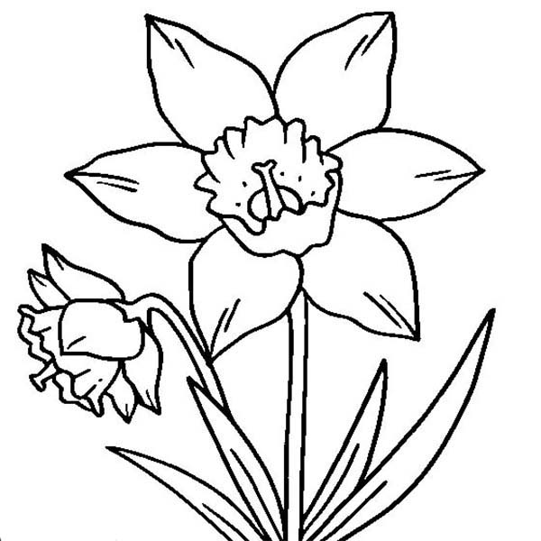 600x600 Daffodil Coloring Pages D Is For Daffodil Coloring Page Netart