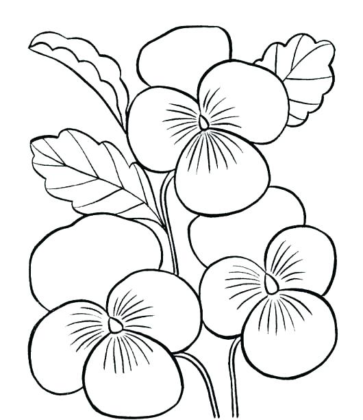 530x613 Daffodil Coloring Page As Well As Daffodil Coloring Page Daffodil