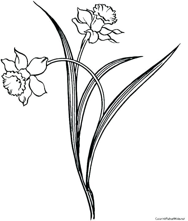 613x719 Daffodil Coloring Page Daffodil Coloring Page Daffodil Coloring