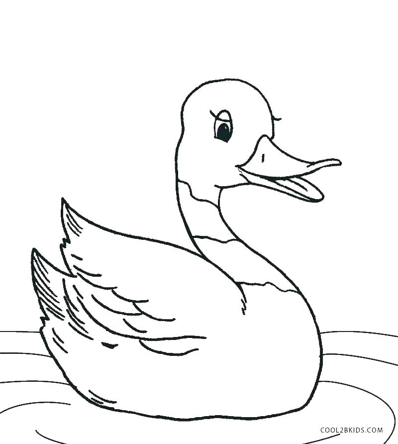 Duck Coloring Page Coloring Pages Of A Duck Ducks Coloring Pages 800x892 Duck Coloring Page Coloring Pages Of A Duck Ducks Coloring Pages