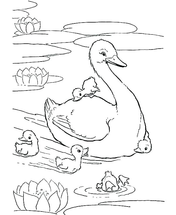 Baby Duck Coloring Page Baby Daffy Ck Coloring Pages Babies Mother 600x734 Baby Duck Coloring Page Baby Daffy Ck Coloring Pages Babies Mother