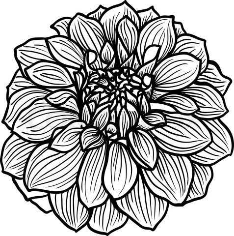 477x480 8400410 324567 Hand Drawn Dahlia Flower.jpg Painting