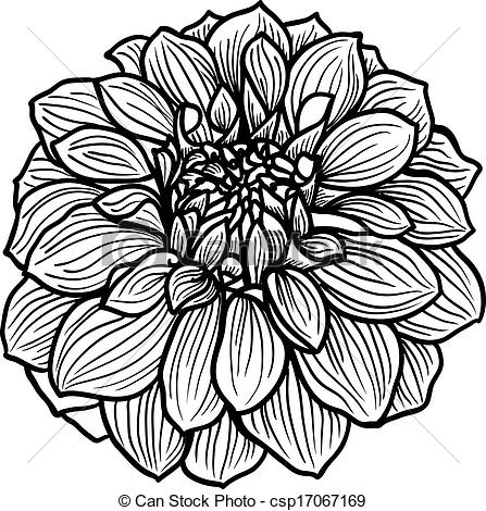 447x470 Dahlia Drawings , Graphics, Drawing, Drawings, Vector Image