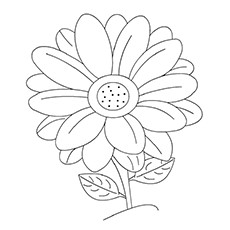 Daisy Coloring Pages
