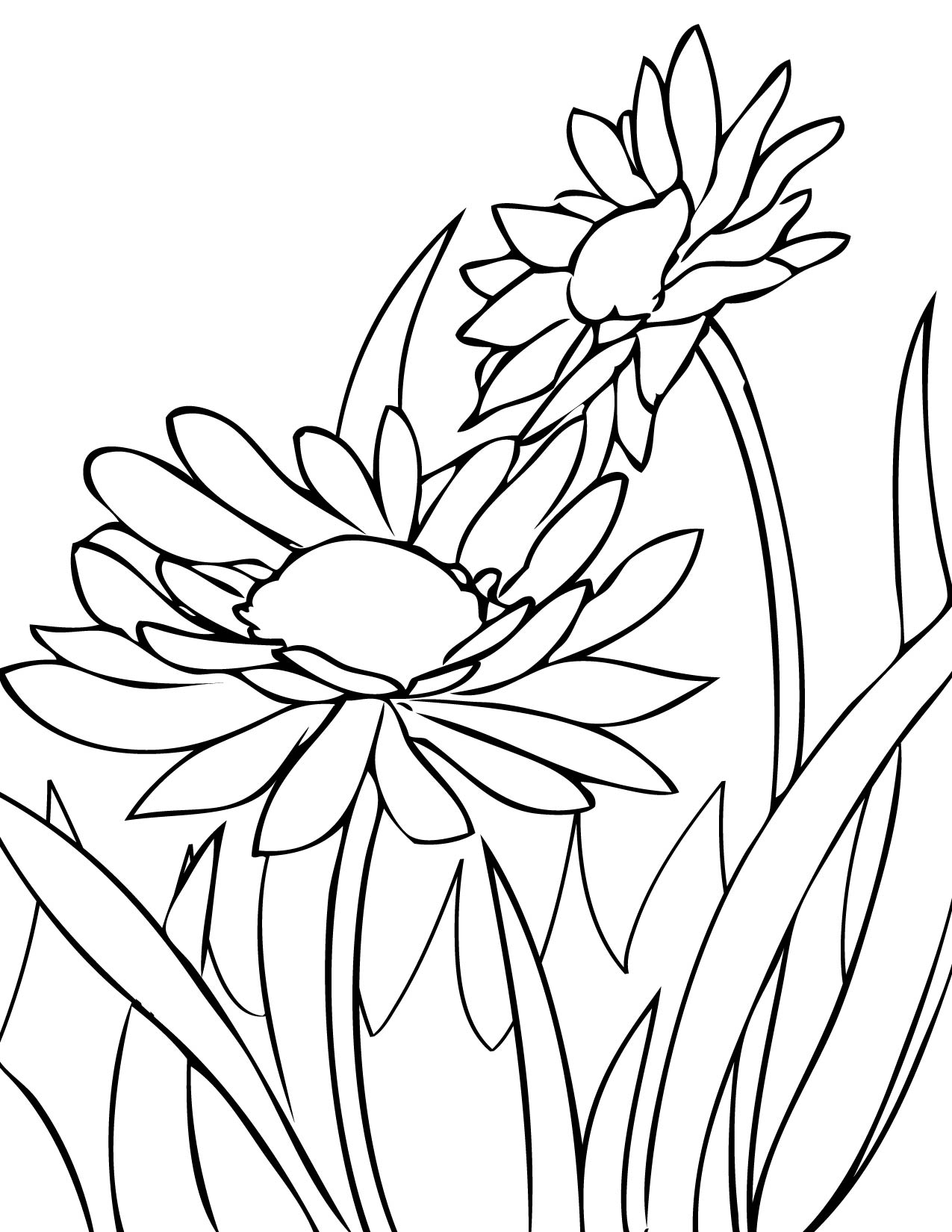 Daisies Coloring Page 1275x1650 Daisies Coloring Page
