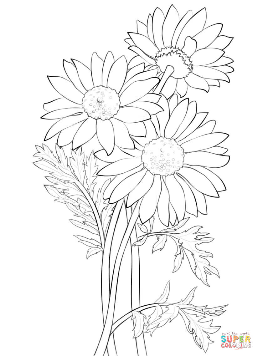 Daisy Coloring Page Pages 824x1138 Daisy Coloring Page Pages