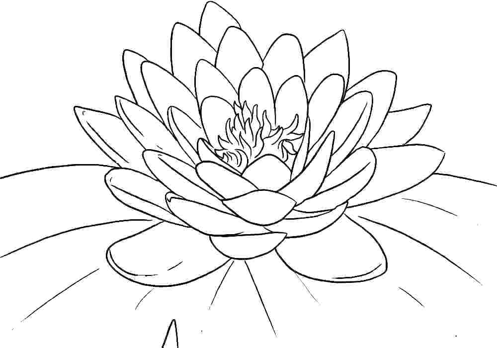1000x700 Daisy Flower Coloring Pages Flower Color Pages Sugar Skull Adult
