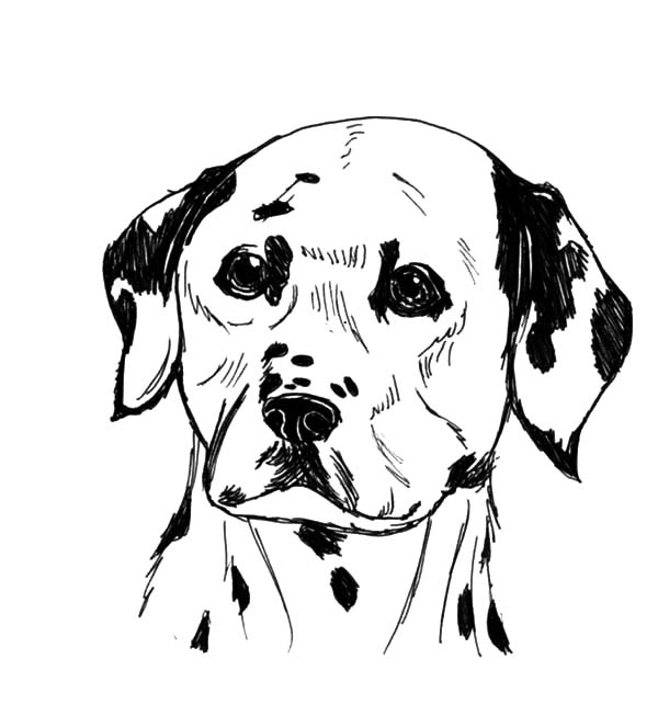 600x653 Dalmatian Fire Dog Coloring Dalmation Pages
