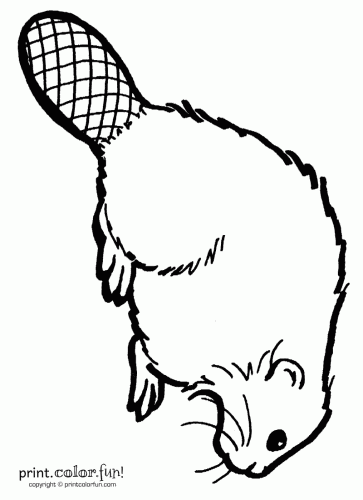 363x500 Beaver Coloring Page