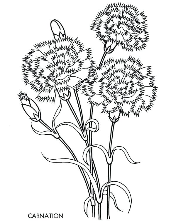 Dandelion Coloring Page Carnation Flower Carnation Flower Coloring 600x762 Dandelion Coloring Page Carnation Flower Carnation Flower Coloring
