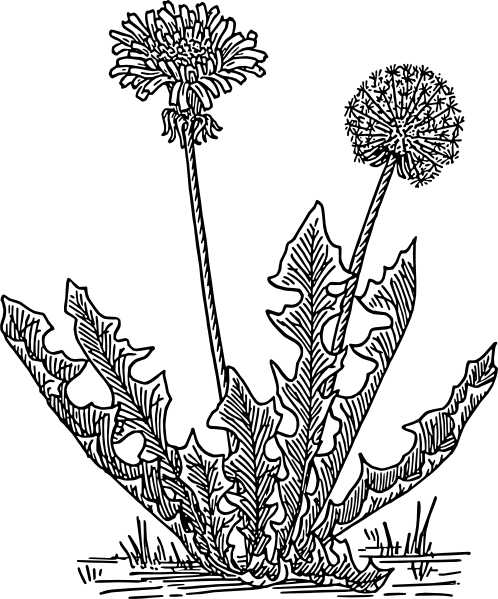 Dandelion Grass Clip Art 498x599 Dandelion Grass Clip Art