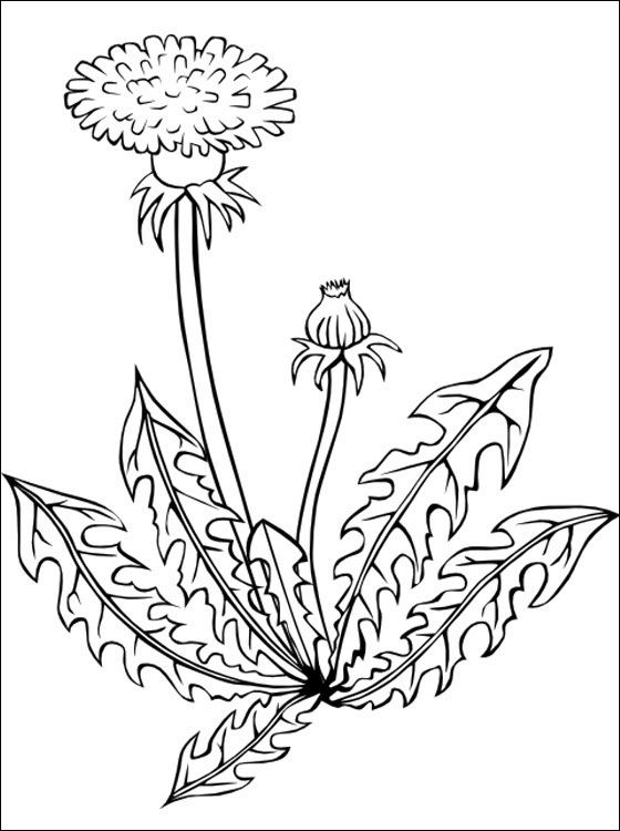 Dandelion Coloring Page Coloring Pages Darbalapas, 560x750 Dandelion Coloring Page Coloring Pages Darbalapas,
