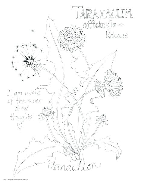Botany Coloring Pages Botany Coloring Pages Dandelion Coloring 468x600 Botany Coloring Pages Botany Coloring Pages Dandelion Coloring