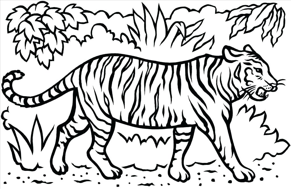 Printable Tiger Coloring Pages Tiger Color Page Best Tiger 1023x666 Printable Tiger Coloring Pages Tiger Color Page Best Tiger