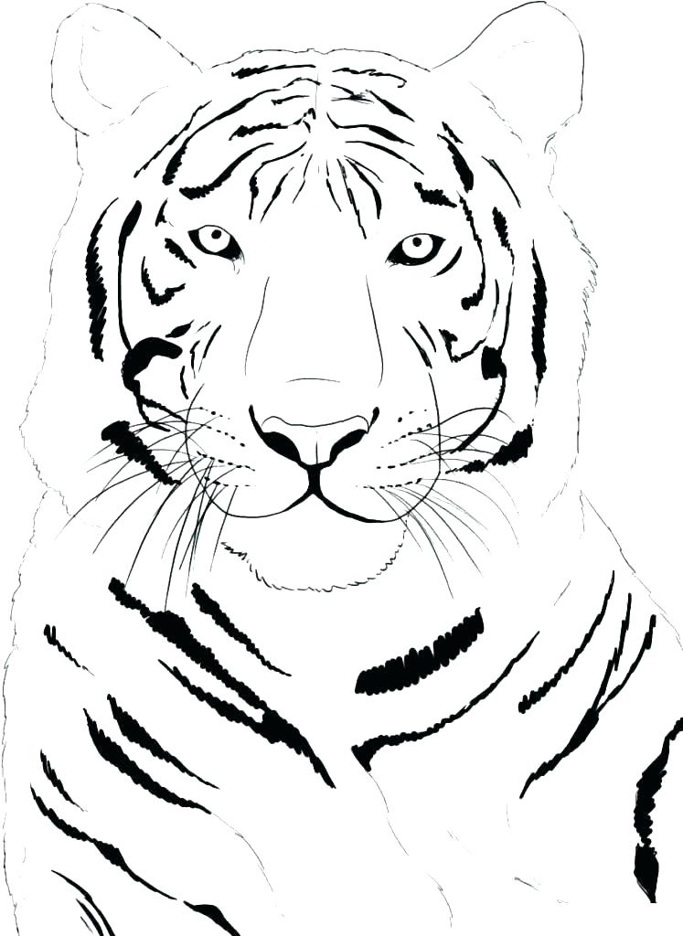 Printable Tiger Coloring Pages Tiger Ring Pages R Page Tigers 747x1024 Printable Tiger Coloring Pages Tiger Ring Pages R Page Tigers