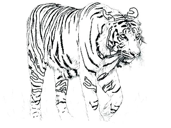 Printable Tiger Coloring Pages 595x447 Printable Tiger Coloring Pages