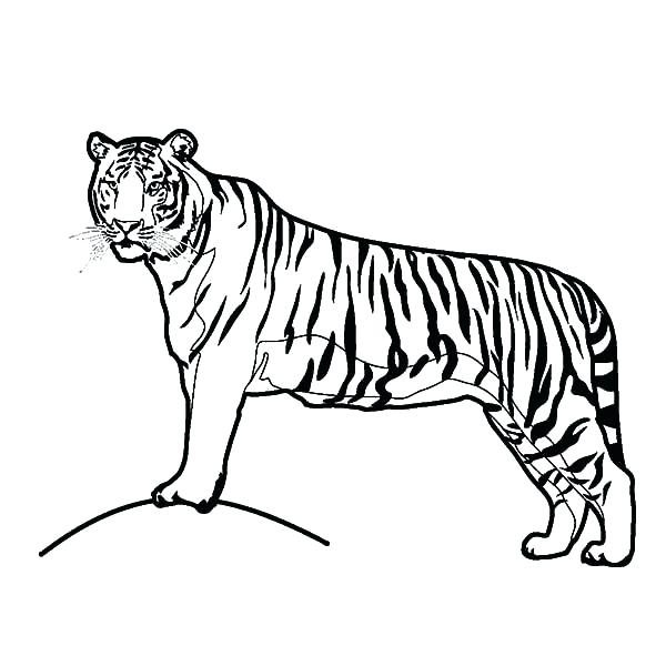 Coloring Pages Of Tigers Tiger Coloring Pages To Print A Tiger 600x600 Coloring Pages Of Tigers Tiger Coloring Pages To Print A Tiger
