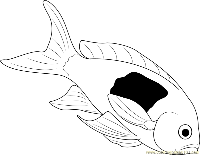 Dead Fish Coloring Page 800x621 Dead Fish Coloring Page